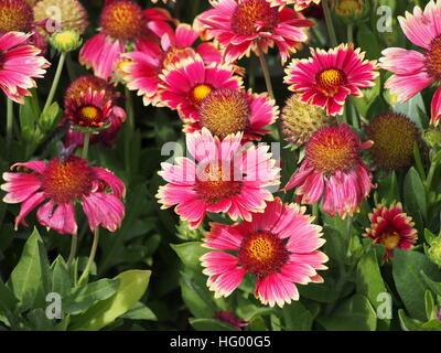 Rot und gelb Gaillardia Aristata "Sunset bissig"-gemeinsame Blanketflower in voller Blüte Stockfoto