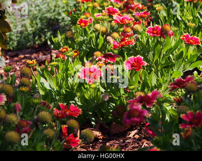 Rot und gelb Gaillardia Aristata "Sunset bissig"-gemeinsame Blanketflower in voller Blüte Stockfoto