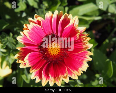 Rot und gelb Gaillardia Aristata "Sunset bissig"-gemeinsame Blanketflower in voller Blüte Stockfoto