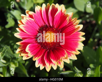 Rot und gelb Gaillardia Aristata "Sunset bissig"-gemeinsame Blanketflower in voller Blüte Stockfoto