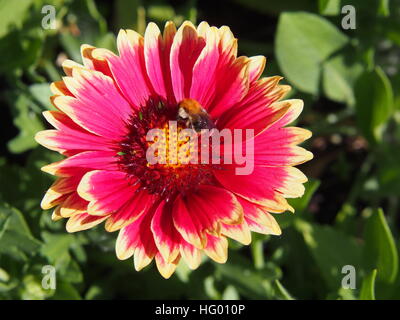 Rot und gelb Gaillardia Aristata "Sunset bissig"-gemeinsame Blanketflower in voller Blüte Stockfoto