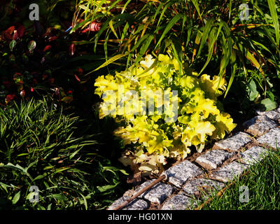 Heuchera (Purpurglöckchen, Alumroot) 'Lime Marmelade"mit Hakonechloa (Hakone Rasen) und Luzula Pilosa 'Igel' Stockfoto