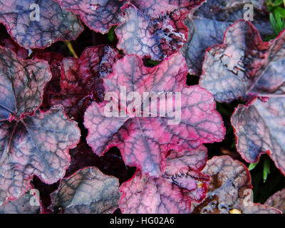 Lila Purpurglöckchen, Alumroot - Heuchera "Magnum" Stockfoto