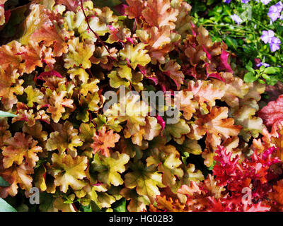 Heuchera 'Marmelade' (Purpurglöckchen, Alumroot) im Garten Stockfoto