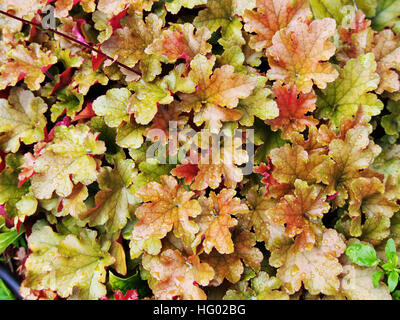 Heuchera 'Marmelade' (Purpurglöckchen, Alumroot) im Garten Stockfoto