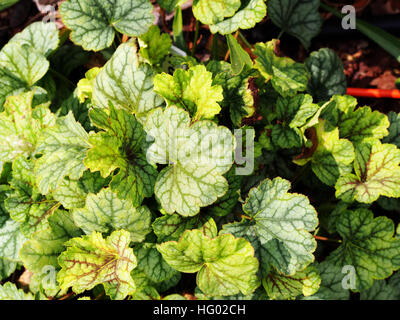 Purpurglöckchen, Alumroot - Heuchera "Green Spice" Stockfoto