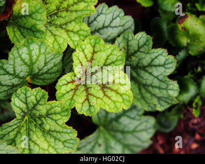 Purpurglöckchen, Alumroot - Heuchera "Green Spice" Stockfoto