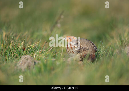 Grey Partridge / Rebhuhn (Perdix Perdix) versteckt in einem Tau nass, Feld, Wiese, Weide, Rückseite Blick, schüchtern, aufmerksam beobachten. Stockfoto