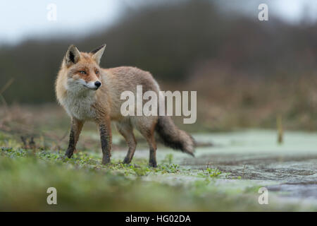 Rotfuchs (Vulpes Vulpes) auf einer überfluteten Weide, nahe am Wasser stehend beobachten um aufmerksam, im schönen Winterfell. Stockfoto