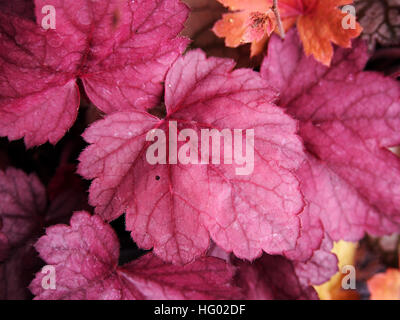 Purpurglöckchen, Alumroot - Heuchera "Grape Soda" Stockfoto