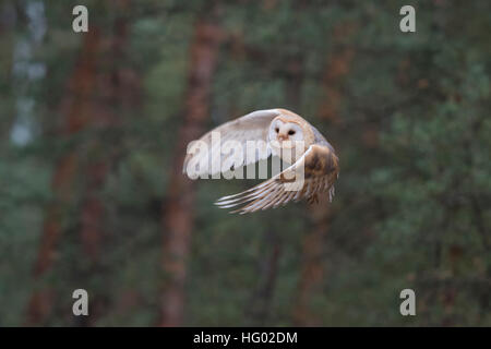 Schleiereule / Schleiereule (Tyto Alba) im energetischen Flug, am Rande eines Waldes, Vorderansicht, detailliert. Stockfoto