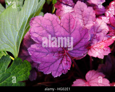 Purpurglöckchen, Alumroot - Heuchera "Grape Soda" Stockfoto