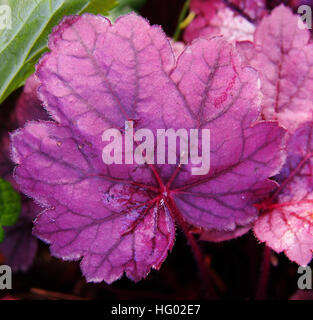 Purpurglöckchen, Alumroot - Heuchera "Grape Soda" Stockfoto