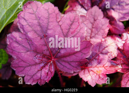 Purpurglöckchen, Alumroot - Heuchera "Grape Soda" Stockfoto