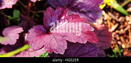 Purpurglöckchen, Alumroot - Heuchera "Grape Soda" Stockfoto