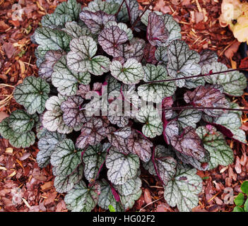 Heuchera "Glitter" - Purpurglöckchen, alumroot Stockfoto