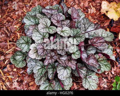 Heuchera "Glitter" - Purpurglöckchen, alumroot Stockfoto