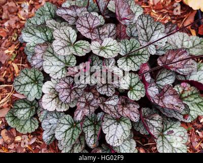 Heuchera "Glitter" - Purpurglöckchen, alumroot Stockfoto