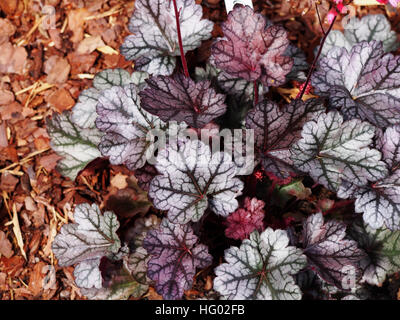 Heuchera "Glitter" - Purpurglöckchen, alumroot Stockfoto