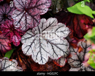 Heuchera "Glitter" - Purpurglöckchen, alumroot Stockfoto