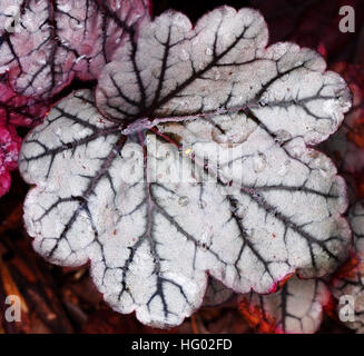 Heuchera "Glitter" - Purpurglöckchen, alumroot Stockfoto