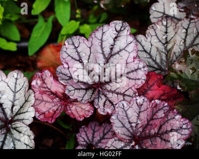 Heuchera "Glitter" - Purpurglöckchen, alumroot Stockfoto