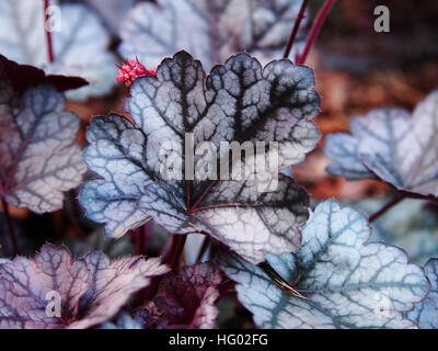 Heuchera "Glitter" - Purpurglöckchen, alumroot Stockfoto