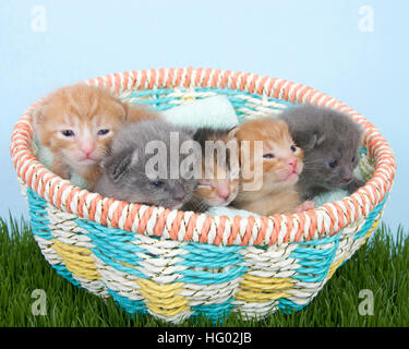 Wurf von Neugeborenen Kätzchen zwei Wochen alt in einem bunten Frühlingskorb auf dem grünen Rasen mit hellblauem Hintergrund. Stockfoto
