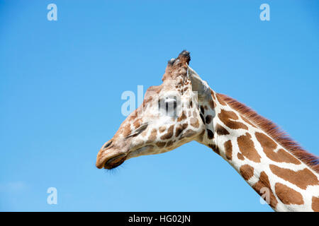 Porträt einer Giraffe mit klaren, blauen Himmelshintergrund Stockfoto