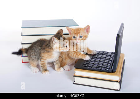 orange Tabby Kitten männlich Blick auf Mini-Laptop-Typ-Computer. Weibliche Kattun Tortie sitzt hinter dem Bildschirm betrachten. Haufen Bücher neben- und Stockfoto