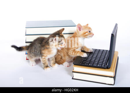 orange Tabby Kitten männlich Blick auf Mini-Laptop-Typ-Computer. Weibliche Kattun Tortie sitzen hinter mit offenem Mund. sprechen. Haufen Bücher nächste Stockfoto