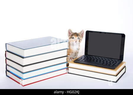 Weibliche Kattun Tortie Tabby Kätzchen sitzen neben ein Mini-Laptop-Typ-Computer freuen und Sie Bildschirm leer für Ihre Nachricht. Stapel von boo Stockfoto