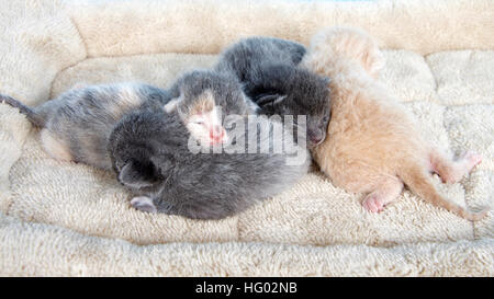 vier eine Woche alt Kätzchen Augen geschlossen nach wie vor hauptsächlich mit zusammen auf eine Tan fuzzy Bett, Blick auf Kitten von vorne Stockfoto