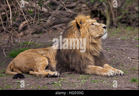 Asiatische Löwe (Panthera Leo Persica) Stockfoto