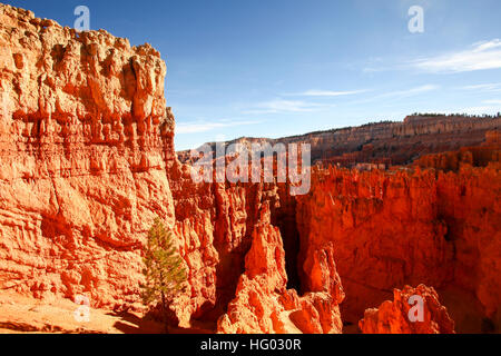 Bryce Canyon National Park, Utah, USA Stockfoto