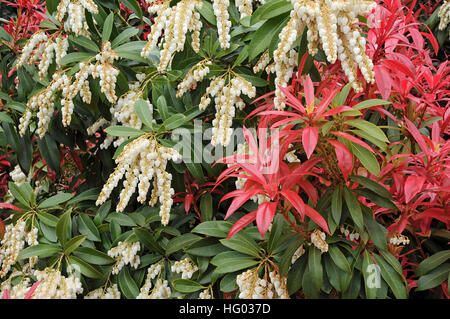 Pieris Forrestii "Wakehurst Var." Stockfoto