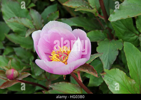 Paeonia Mascula Subspecies russoi Stockfoto