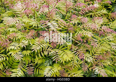 Sorbaria Sorbifolia "Sem" Stockfoto