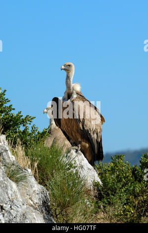 Gänsegeier, abgeschottet Fulvus, thront auf Felsen und Klippen in der Verdon-Schlucht-Provence-Frankreich Stockfoto