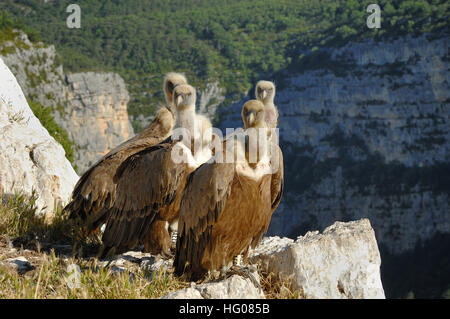 Gruppe von Gänsegeiern, abgeschottet Fulvus, thront auf den Klippen der Verdon-Schlucht Provence Frankreich Stockfoto