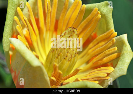 Einzelne Blume von der Tulpenbaum Stockfoto