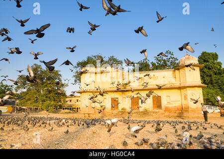 Mann und viele Tauben in einem Sommernachmittag. Jaipur, Rajasthan, Indien Stockfoto