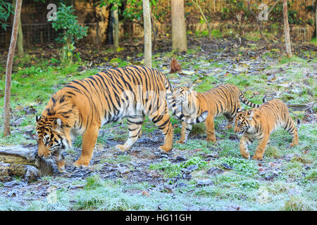 London, UK. 3. Januar 2017. Sumatra-Tiger Mama Melati mit ihren zwei jungen Tiger Achilles und Karis in Tiger Territory. Jedes Jahr, Tierpfleger in den Zoo machen Sie sich bereit, zu messen und zählen ihre Tiere mit Klemmbrettern, Taschenrechner und Kameras, findet eine Aufgabe, die fast eine Woche. Die Jahresabschlussprüfung ist eine Voraussetzung für seine Lizenz. © Imageplotter und Sport/Alamy Live Nachrichten Stockfoto