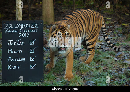 London, UK. 3. Januar 2017. Jae-Jae, Sumartran Tiger. Heimat von mehr als 800 einzigartige Spezies im Londoner Zoo, Bestandsaufnahme Tierpfleger Jedes wirbellosen, Vogel, Fisch, Säugetier, Reptilien und Amphibien zählen jedes Tier in der jährlichen Bilanz. Der einwöchigen obligatorische Graf ist als Teil des Londoner Zoo Lizenz erforderlich ist, die Ergebnisse werden protokolliert und die Daten an Zoos auf der ganzen Welt zum internationalen Zuchtprogrammen verwalten. Bildnachweis: Dinendra Haria/Alamy Live-Nachrichten Stockfoto