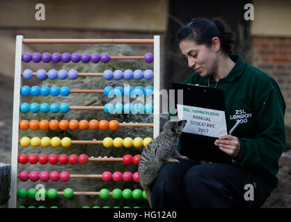 London, UK. 3. Januar 2017. Erdmännchen sind abgebildet mit einem Abakus während der jährlichen Bestandsaufnahme im ZSL London Zoo in central London, UK, 3. Januar 2017 zu spielen. © Han Yan/Xinhua/Alamy Live-Nachrichten Stockfoto