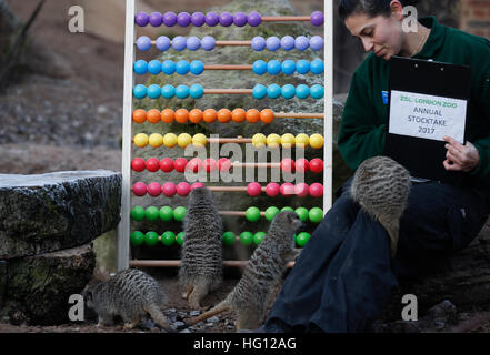 London, UK. 3. Januar 2017. Erdmännchen sind abgebildet mit einem Abakus während der jährlichen Bestandsaufnahme im ZSL London Zoo in central London, UK, 3. Januar 2017 zu spielen. © Han Yan/Xinhua/Alamy Live-Nachrichten Stockfoto
