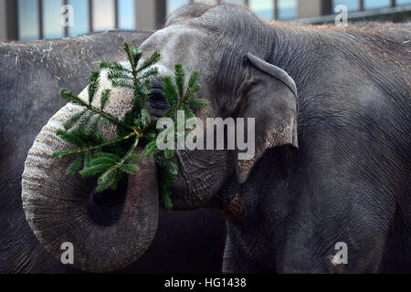 Berlin, Deutschland. 3. Januar 2017. Die Elefanten werden immer verworfen Weihnachtsbäume diente ihnen als Delikatesse im Zoo in Berlin, Deutschland, 3. Januar 2017. Foto: Maurizio Gambarini/Dpa/Alamy Live News Stockfoto