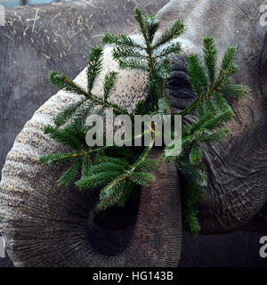 Berlin, Deutschland. 3. Januar 2017. Die Elefanten werden immer verworfen Weihnachtsbäume diente ihnen als Delikatesse im Zoo in Berlin, Deutschland, 3. Januar 2017. Foto: Maurizio Gambarini/Dpa/Alamy Live News Stockfoto