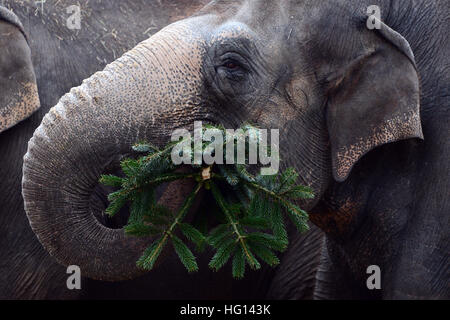 Berlin, Deutschland. 3. Januar 2017. Die Elefanten werden immer verworfen Weihnachtsbäume diente ihnen als Delikatesse im Zoo in Berlin, Deutschland, 3. Januar 2017. Foto: Maurizio Gambarini/Dpa/Alamy Live News Stockfoto