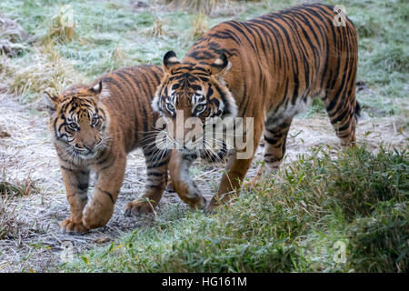 London, UK. 3. Januar 2017. Sumatra-Tiger. London Zoo (ZSL) jährliche Tier Bestandsaufnahme durchgeführt jedes Jahr im Januar zum internationalen Arten Information System (ISIS) © Guy Corbishley/Alamy alle Daten anmelden Live-Nachrichten Stockfoto